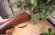 ESCOPETA WINGCHESTER DE TRAP CON POLICHOK TRAP SELECT CON 5 POLICHOK