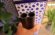 ESCOPETA WINGCHESTER DE TRAP CON POLICHOK TRAP SELECT CON 5 POLICHOK